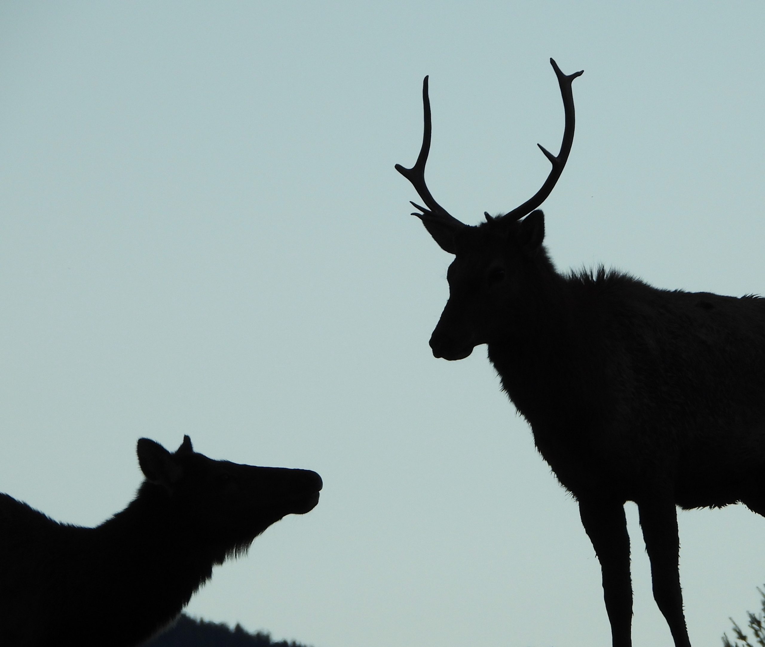 Elk silhouette