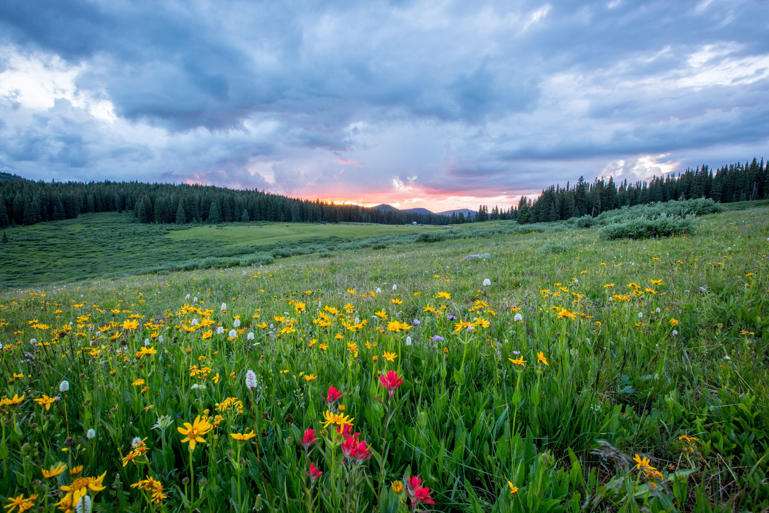 Wildflower Meadow